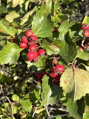 Crataegus chrysocarpa