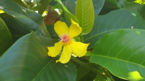 Image of Dillenia alata by (c) Jane C Frost, some rights reserved (CC BY)