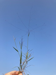 Digitaria cognata