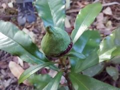 Eupomatia bennettii