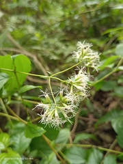Eupatorium tashiroi