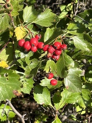 Crataegus chrysocarpa