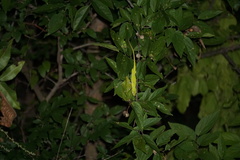 Anolis carolinensis