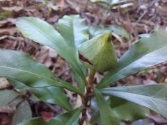 Eupomatia bennettii