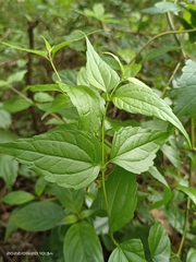 Eupatorium tashiroi