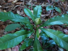 Eupomatia bennettii