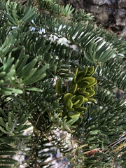 Phoradendron bolleanum