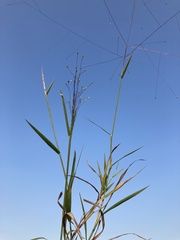 Digitaria cognata