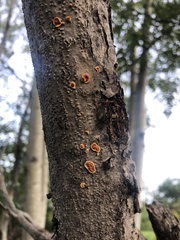 Punctularia strigosozonata