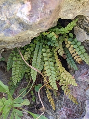 Asplenium viride