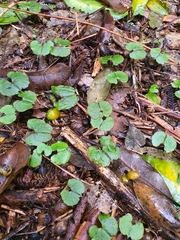 Corybas sanctigeorgianus