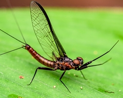 Ephemeroptera