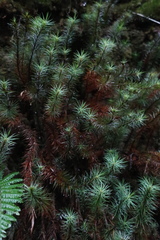 Dawsonia superba