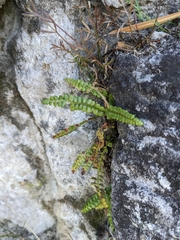 Asplenium viride