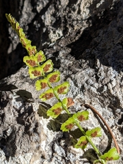 Asplenium viride