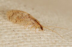 Hemerobius