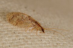 Hemerobius