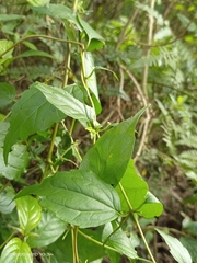 Eupatorium tashiroi