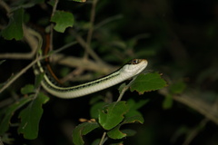 Thamnophis proximus