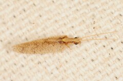 Hemerobius