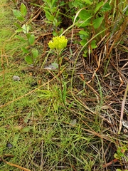 Asclepias pedicellata