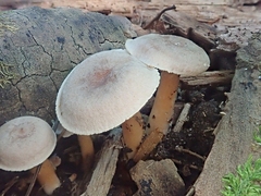 Lactarius glyciosmus