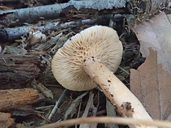 Lactarius glyciosmus