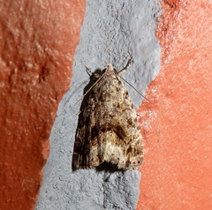 Eustrotiinae