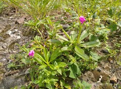 Talinum fruticosum