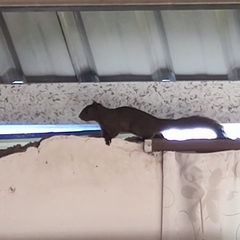 Callosciurus erythraeus