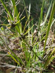 Lomandra multiflora