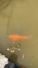 Cyprinus rubrofuscus