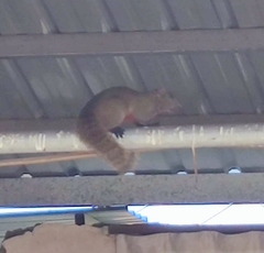 Callosciurus erythraeus