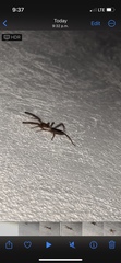 Eremobatidae