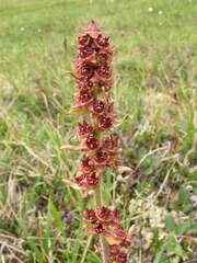 Micranthes hieraciifolia