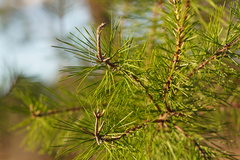 Pinus clausa