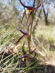 Lyperanthus suaveolens