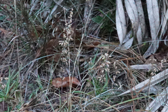Dicerandra densiflora