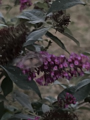 Heliothis phloxiphaga