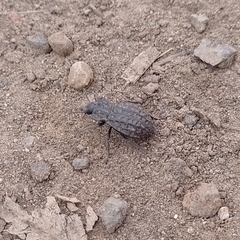 Stenomorpha clathrata