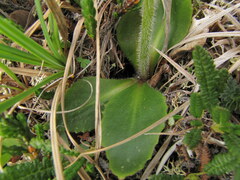 Micranthes hieraciifolia