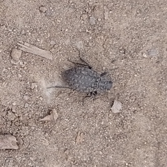 Stenomorpha clathrata