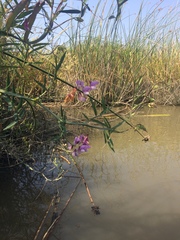 Lathyrus jepsonii jepsonii