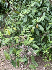 Hydrangea chinensis