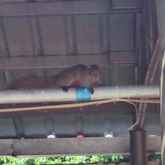 Callosciurus erythraeus