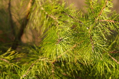 Pinus clausa