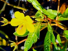 Ludwigia hexapetala