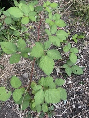 Rubus bifrons
