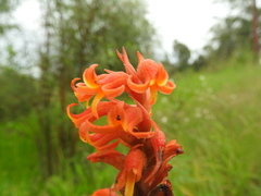 Dichromanthus cinnabarinus