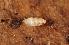 Carychium
